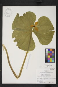 Trillium erectum var. erectum image