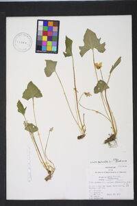 Viola palmata image