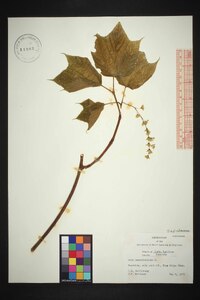 Acer pensylvanicum image