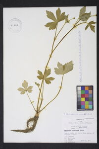 Ranunculus recurvatus var. recurvatus image