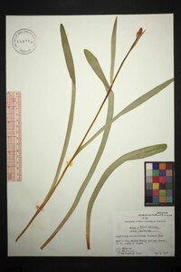 Amianthium muscitoxicum image