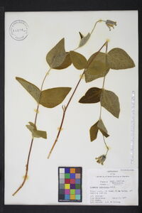 Clematis ochroleuca image