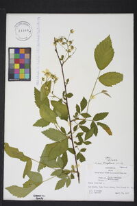 Rubus flagellaris image