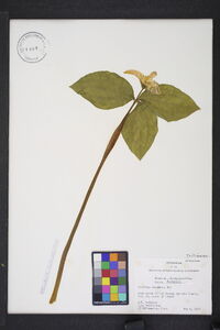 Trillium catesbaei image