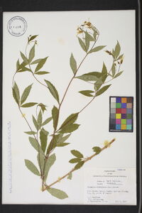 Gillenia trifoliata image