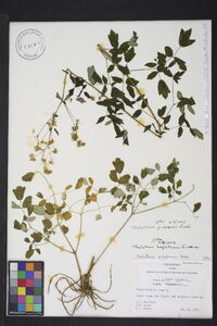 Thalictrum pubescens image