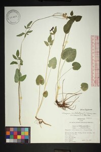 Thaspium trifoliatum image