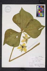 Trillium cernuum image