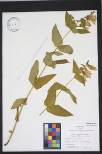 Penstemon smallii image