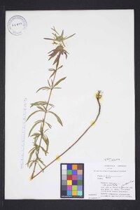 Monarda punctata subsp. punctata image