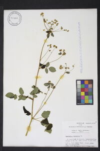 Thalictrum amphibolum image