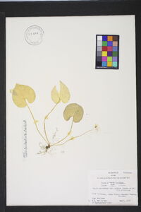 Viola macloskeyi var. pallens image