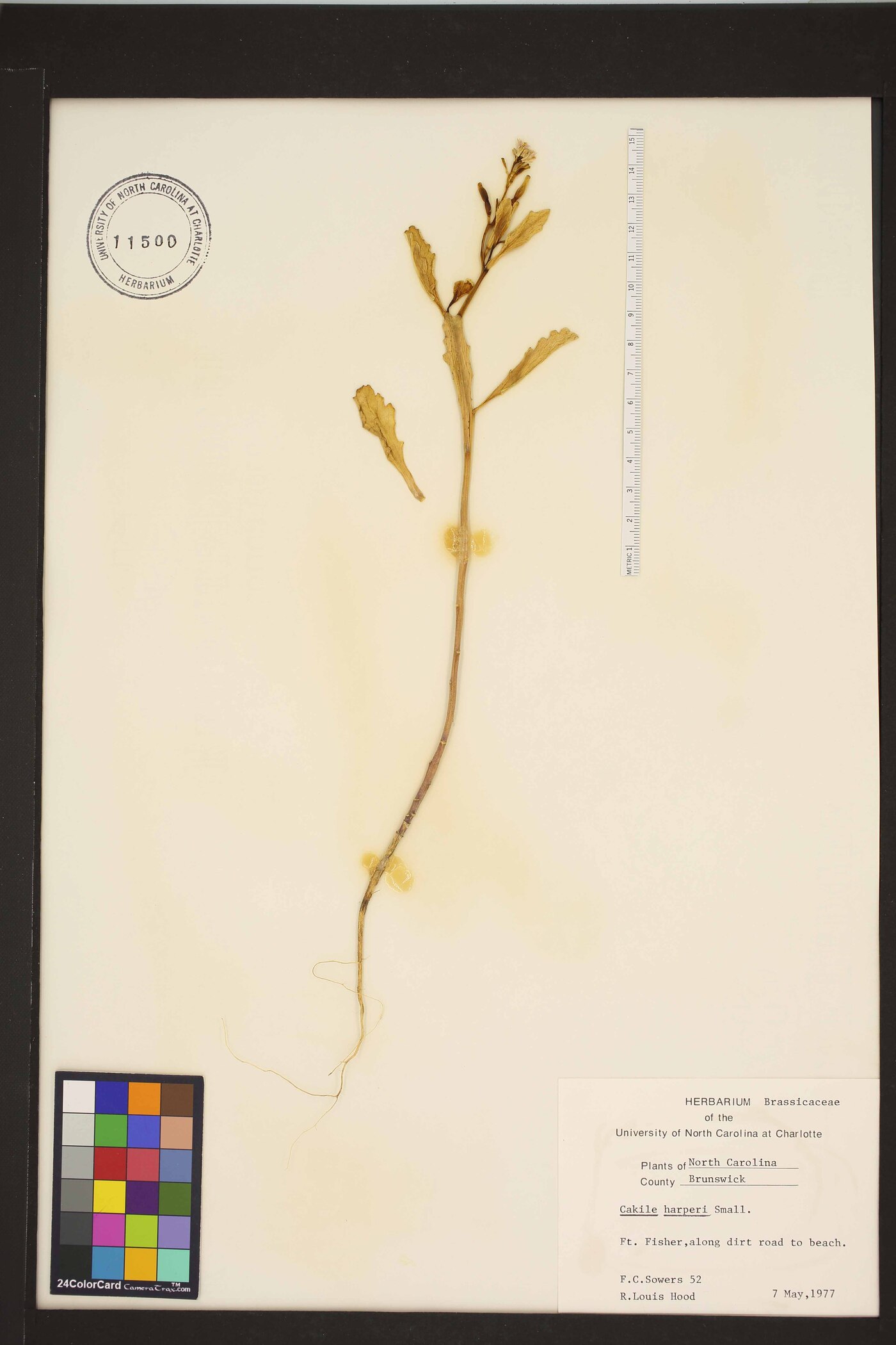 Cakile harperi image