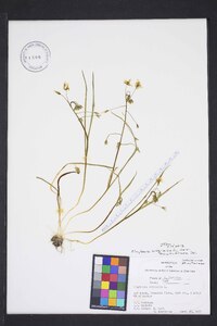 Claytonia virginica var. acutiflora image