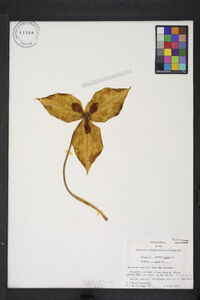 Trillium discolor image