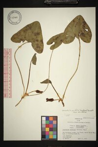 Hexastylis arifolia image
