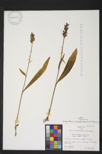 Platanthera clavellata image