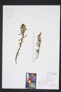 Pedicularis palustris image