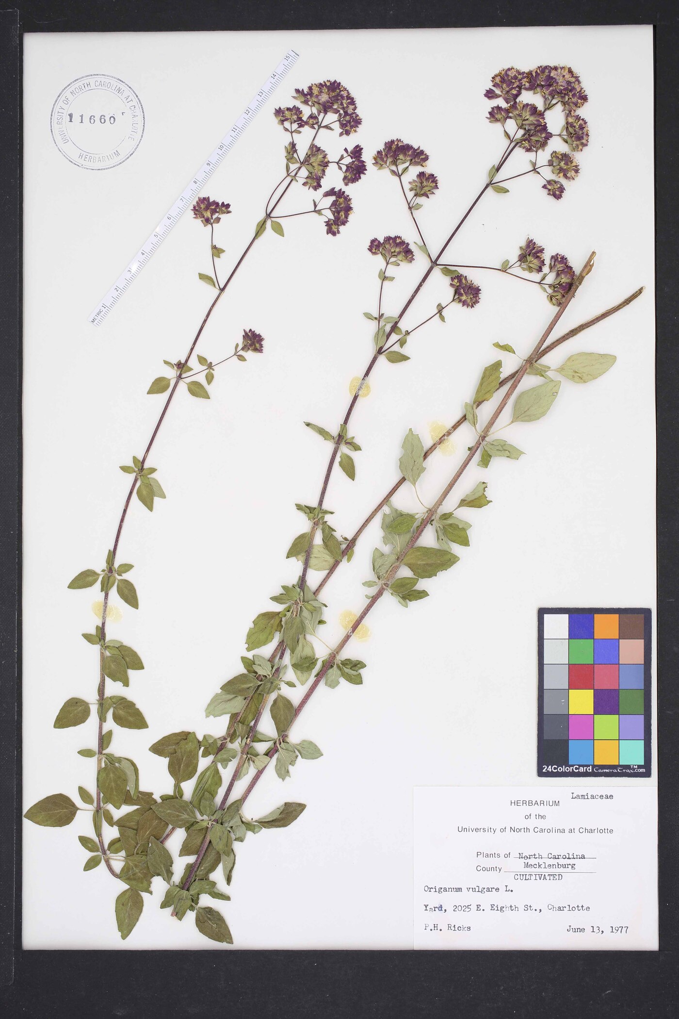 Origanum vulgare subsp. vulgare image