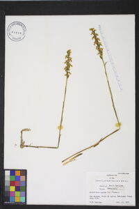 Spiranthes cernua image