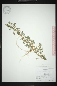 Amaranthus blitum subsp. emarginatus image