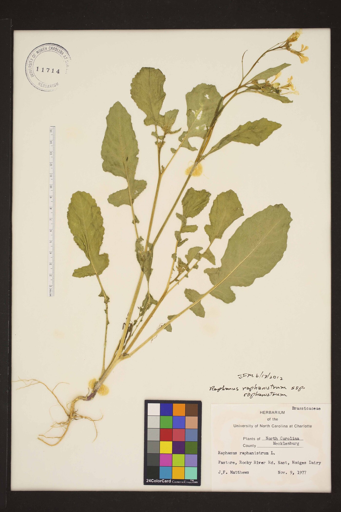 Raphanus raphanistrum subsp. raphanistrum image