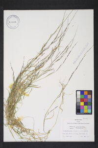 Muhlenbergia schreberi image