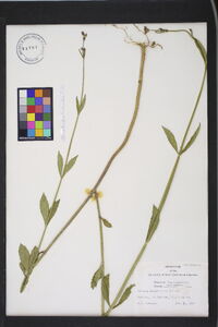 Verbena brasiliensis image