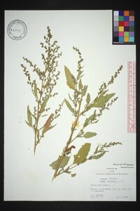 Chenopodium album var. missouriense image