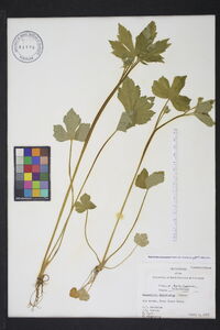 Ranunculus recurvatus var. recurvatus image