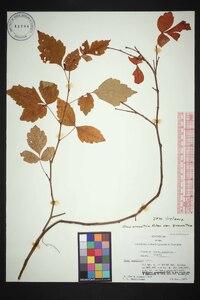 Rhus aromatica var. aromatica image