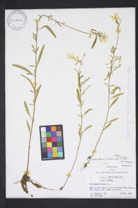 Oenothera fruticosa var. fruticosa image
