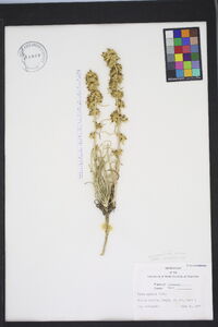 Gilia spicata image