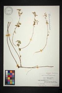 Tragia urticifolia image