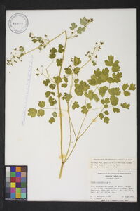 Thalictrum dioicum image