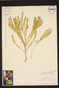 Lepidium austrinum image