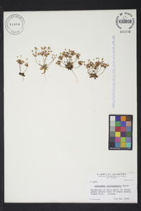 Androsace occidentalis image