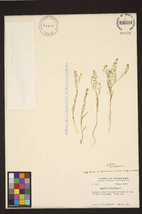 Lepidium virginicum var. virginicum image