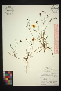 Coreopsis tinctoria var. tinctoria image