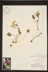 Cardamine bulbosa image