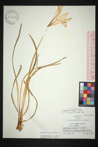 Zephyranthes atamasco image