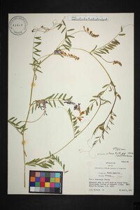 Vicia villosa subsp. varia image