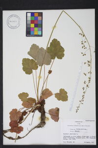 Heuchera americana image