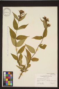 Diervilla sessilifolia image