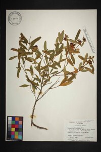 Hypericum frondosum image