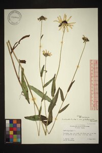 Rudbeckia hirta var. pulcherrima image