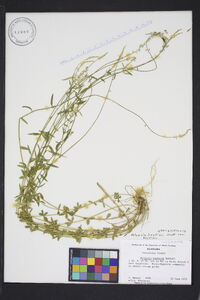 Polygala boykinii image