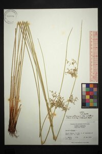 Juncus effusus var. solutus image