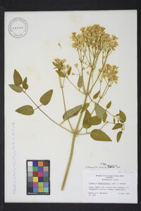 Clematis terniflora image