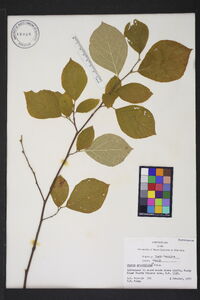 Styrax grandifolius image